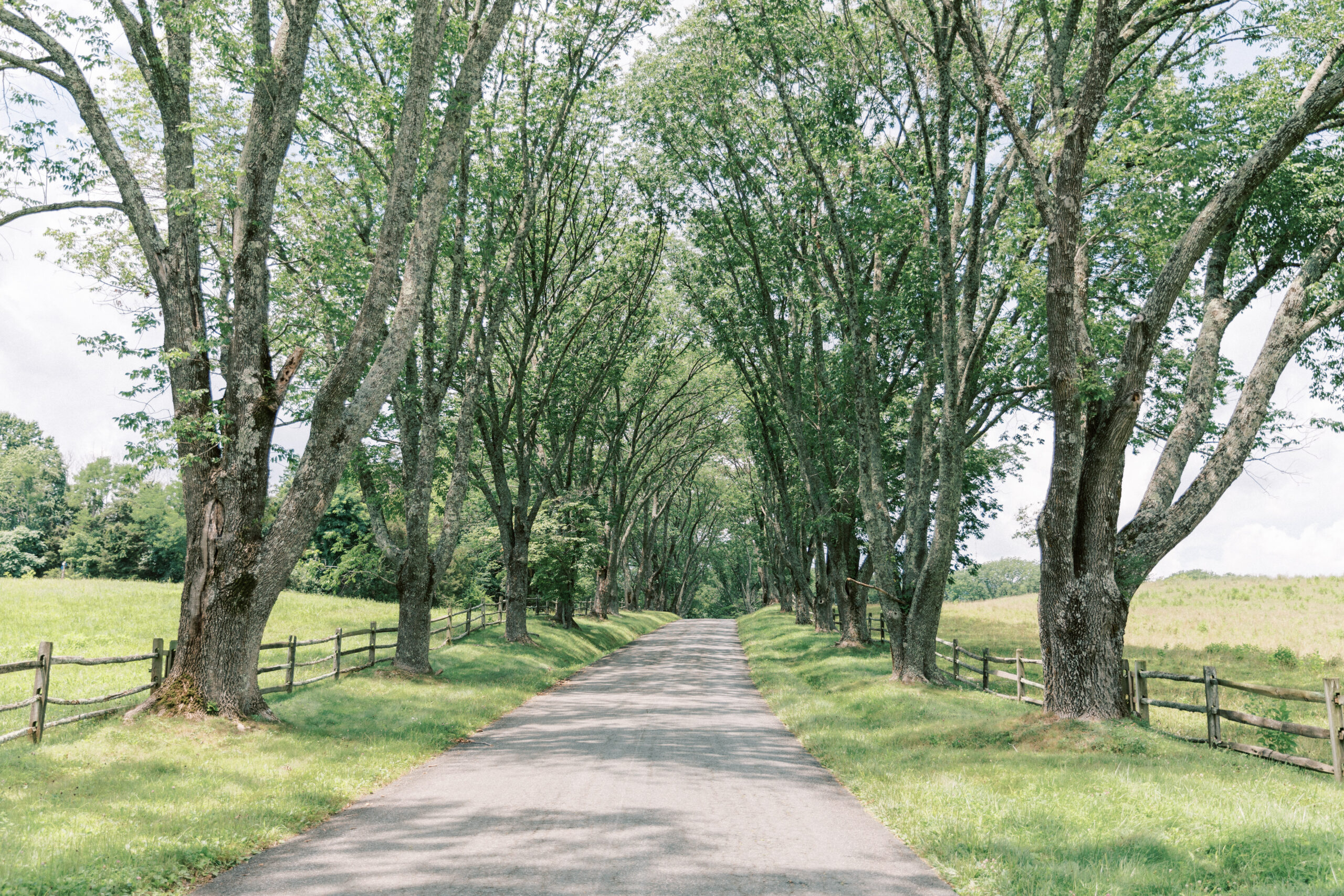 james monroe highland wedding road that is lined with trees